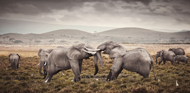 klaus tiedge photographs the wildlife in namibia, botswana and kenya (7)